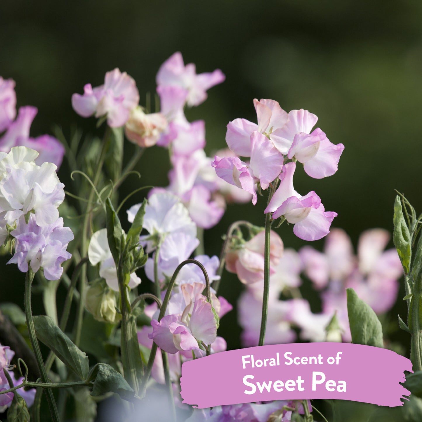 TropiClean Tangle Remover Spray Sweet Pea