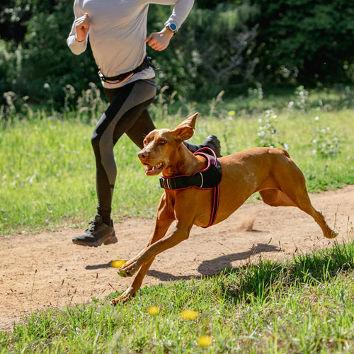 Rogz AirTech Sport Harness Burnt Ochre