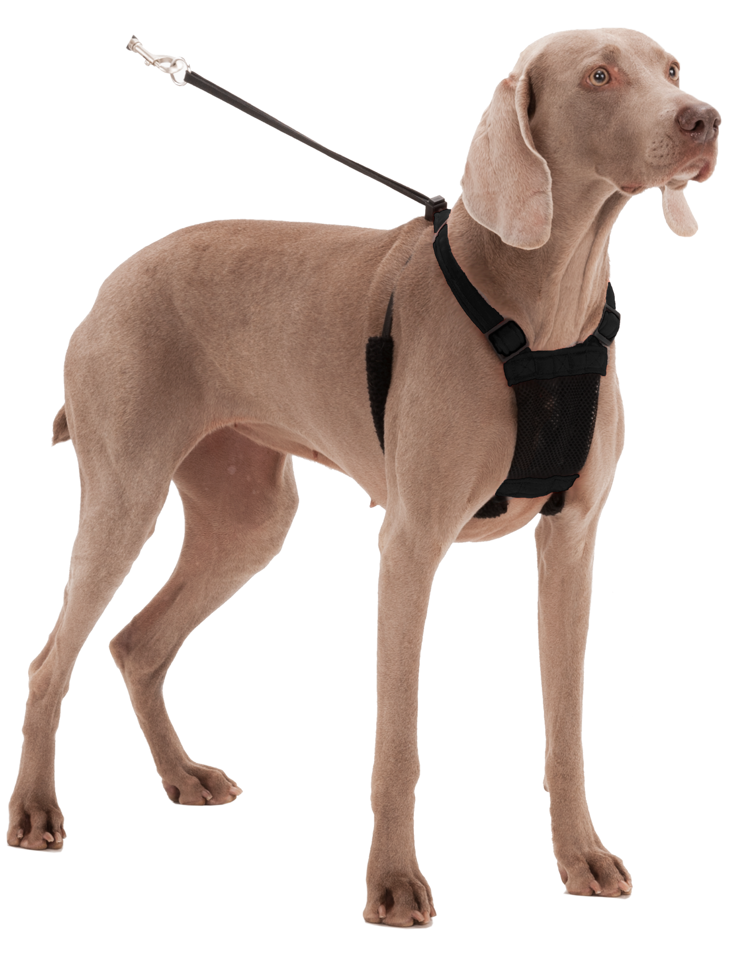 Sporn Mesh Harness Black