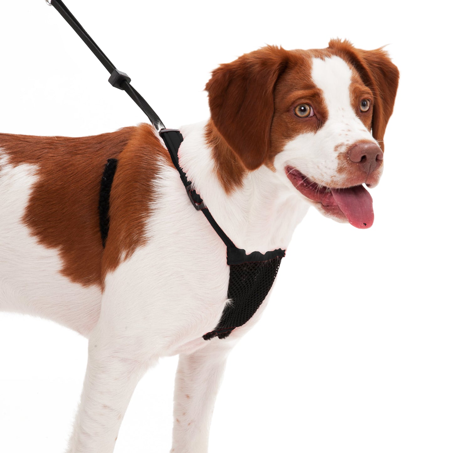 Sporn Mesh Harness Black