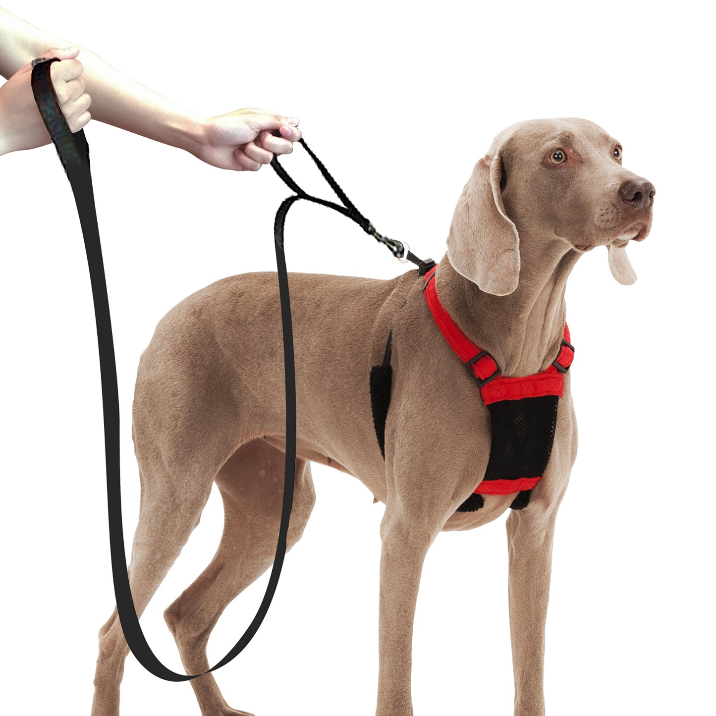 Sporn Training Leash Med/Lge