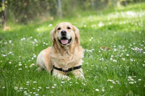 Labrador Retrievers: What It’s Like to Own One