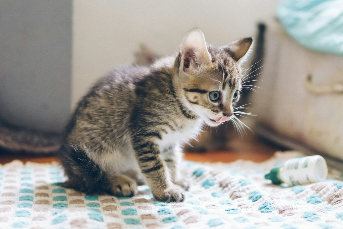 Kittens: The Do's & Don'ts