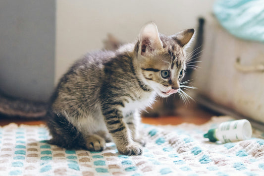 Kittens: The Do's & Don'ts
