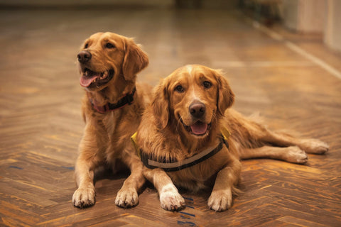 How to Introduce a Puppy to a Dominant Dog: A Step-by-Step Guide