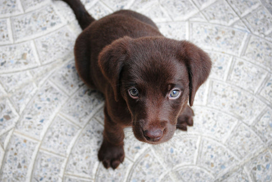 Bringing Home a New Puppy