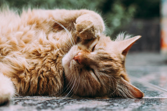 The Ultimate Guide to Cat Grooming: Keeping Your Feline Fresh and Fabulous