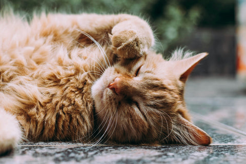 The Ultimate Guide to Cat Grooming: Keeping Your Feline Fresh and Fabulous