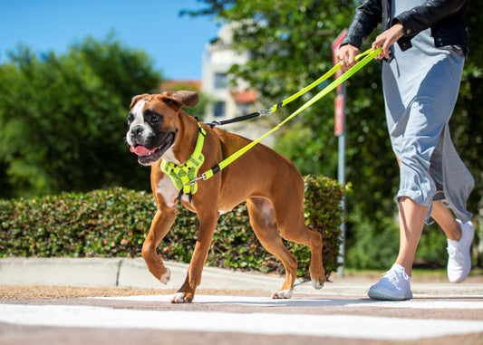 Rogz Specialty Multi-Lead Orange